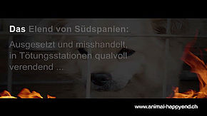 WebTV - Tötungssationen WebTV - Tötungssationen